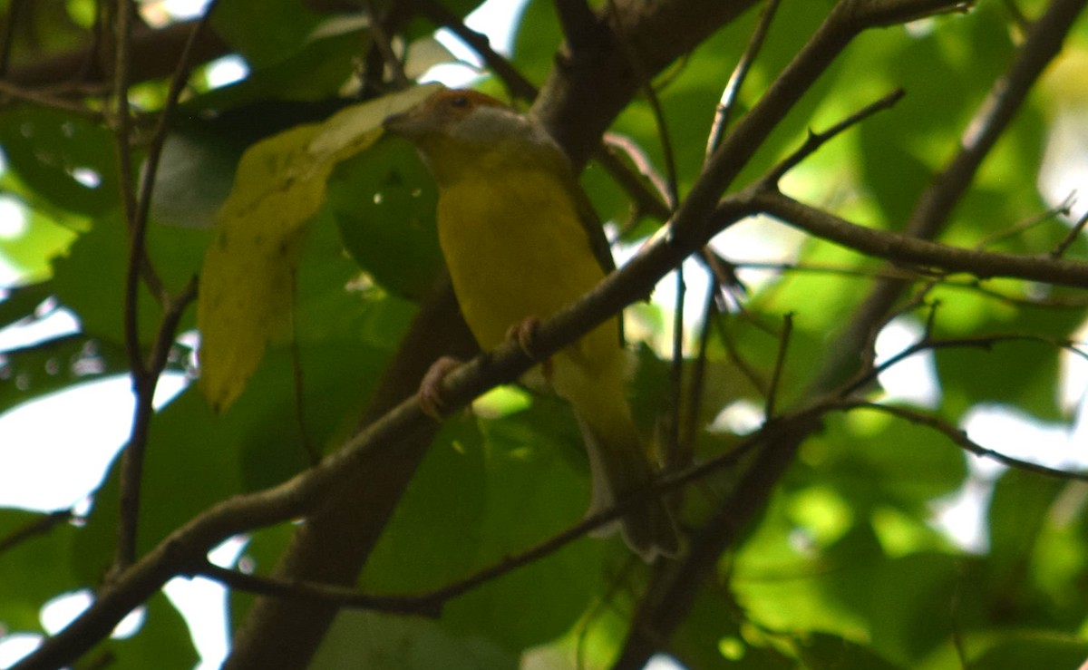 Rufous-browed Peppershrike - ML605242401