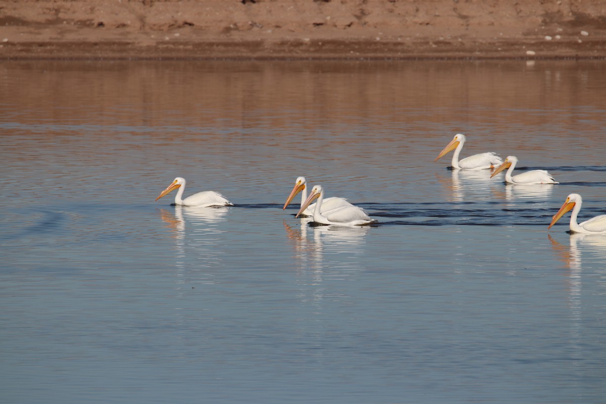 American White Pelican - ML605243161