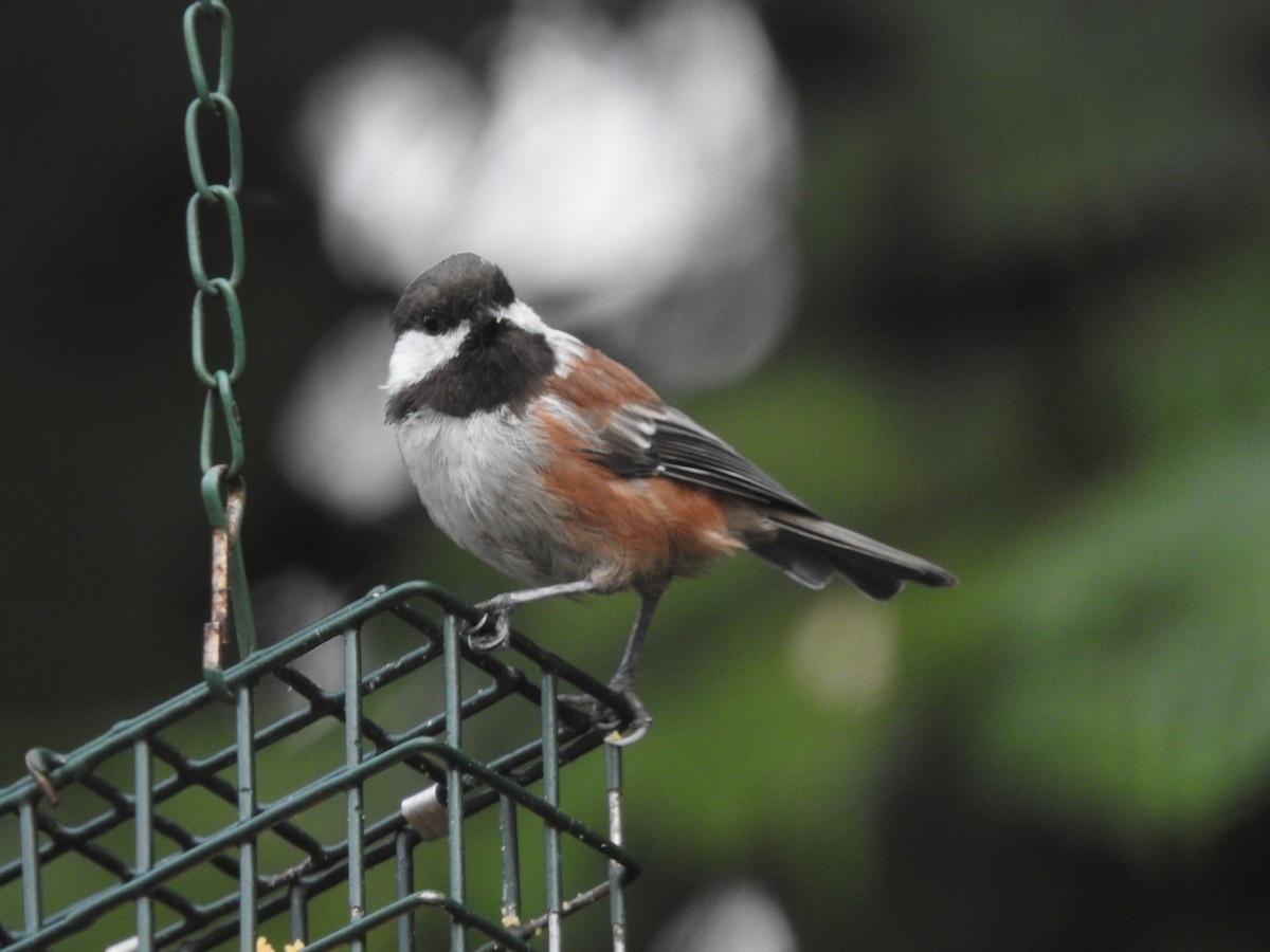 Chestnut-backed Chickadee - Pauline Sterin