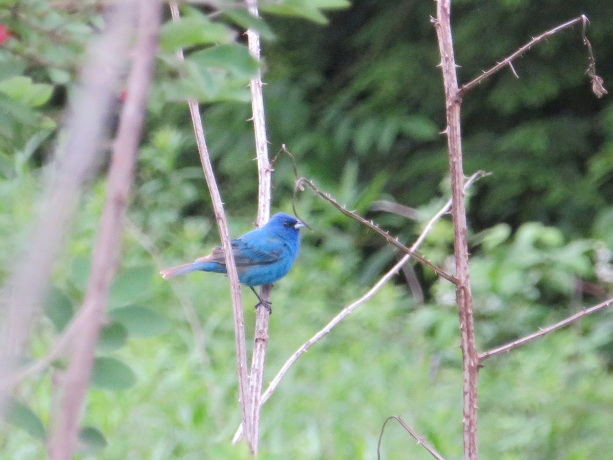 Indigo Bunting - ML60524401