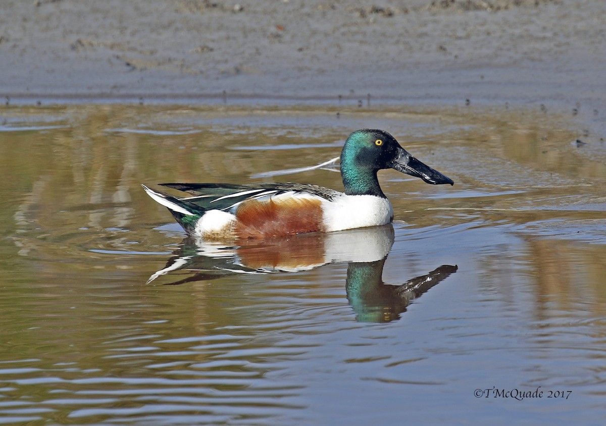 Northern Shoveler - ML60524411