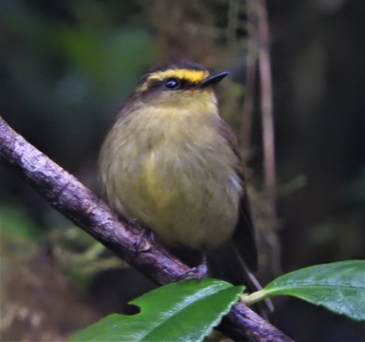 Yellow-bellied Chat-Tyrant - ML605245521