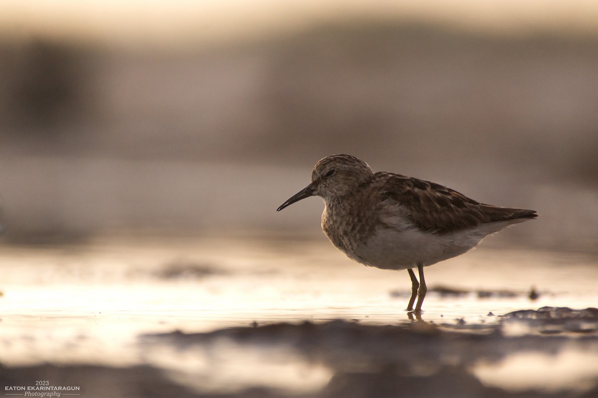 Least Sandpiper - ML605245871