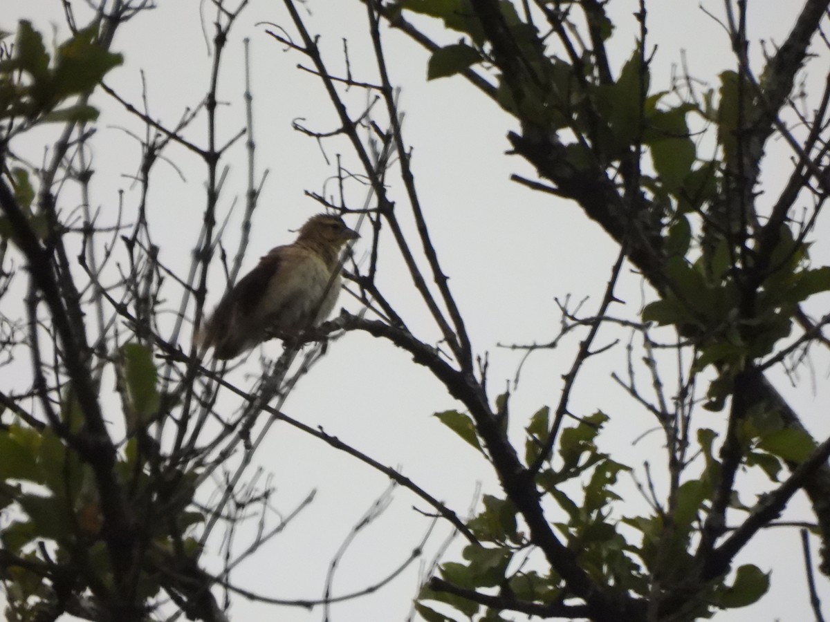 White-winged Widowbird - ML605246531