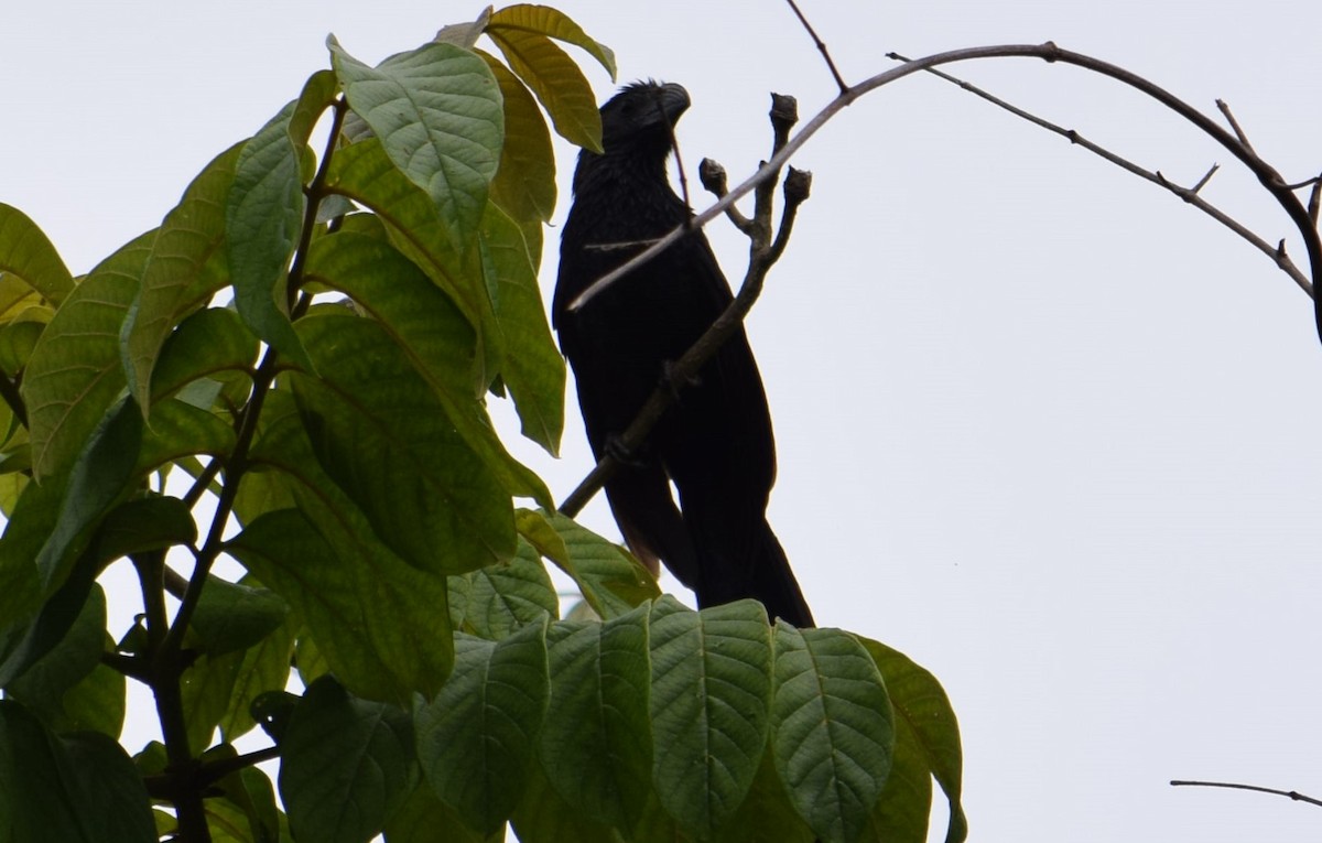 Groove-billed Ani - ML605246541