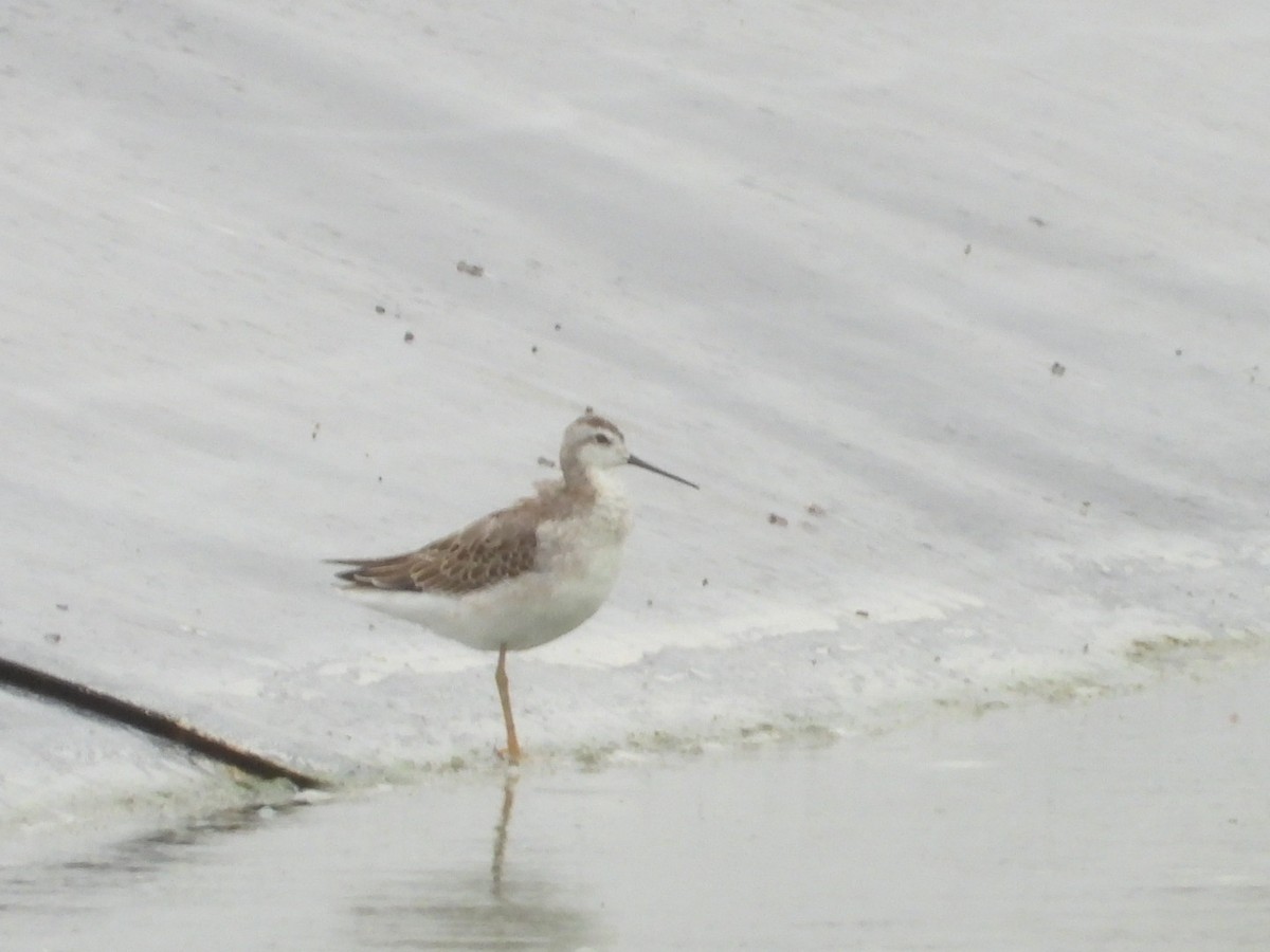 Falaropo Tricolor - ML605246681