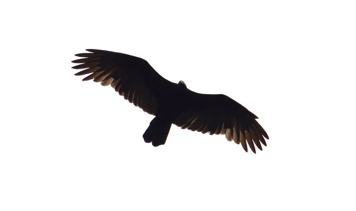Turkey Vulture - ML605246801