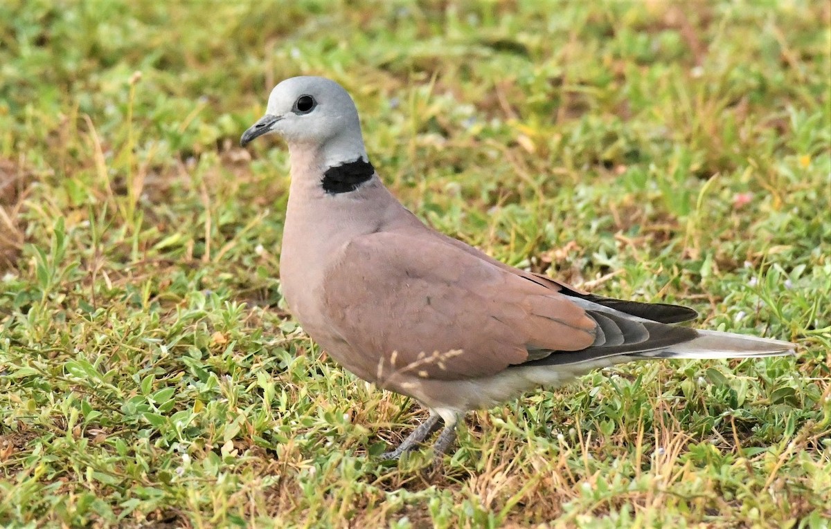 Red Collared-Dove - ML605246901