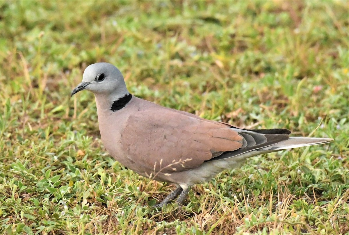 Red Collared-Dove - ML605247121
