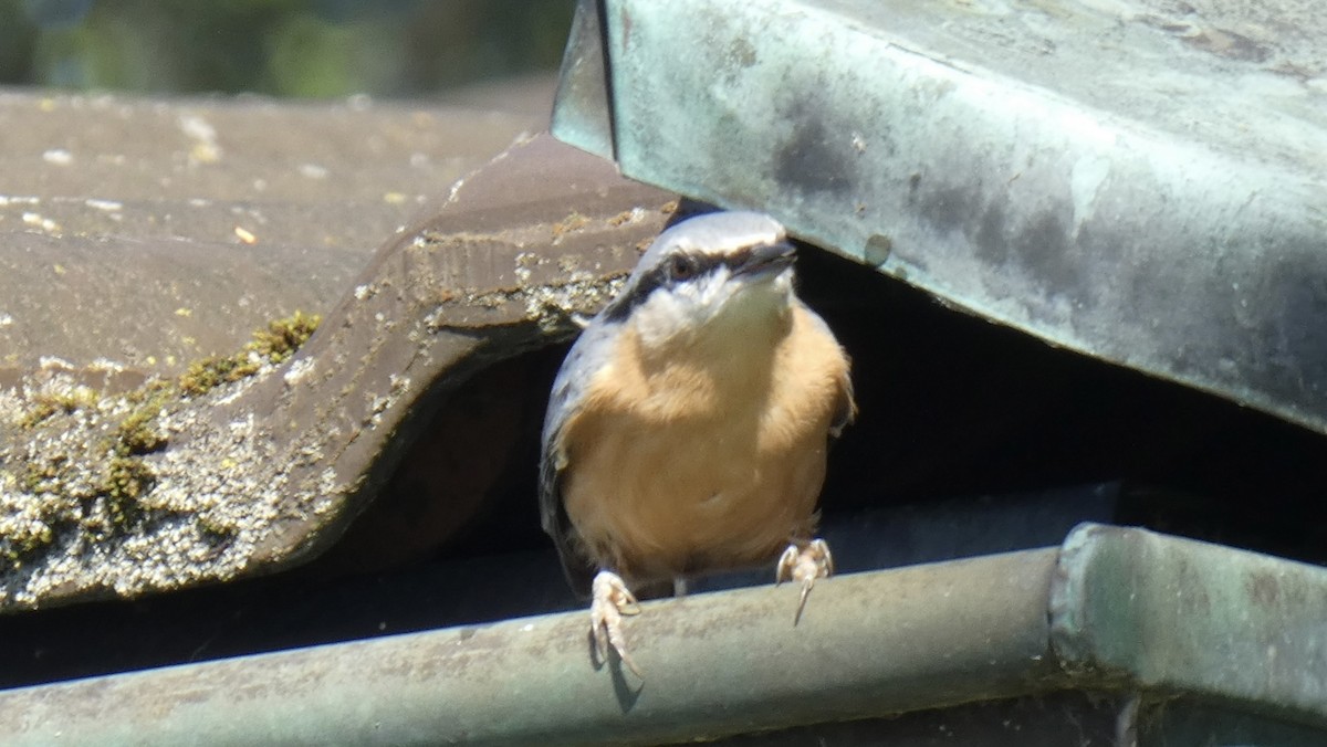 Eurasian Nuthatch - Crima Pogge