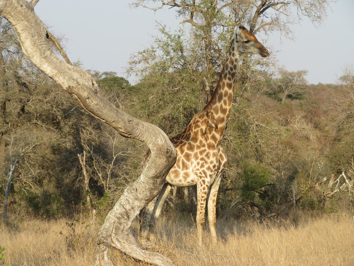 Red-billed Oxpecker - ML605248061