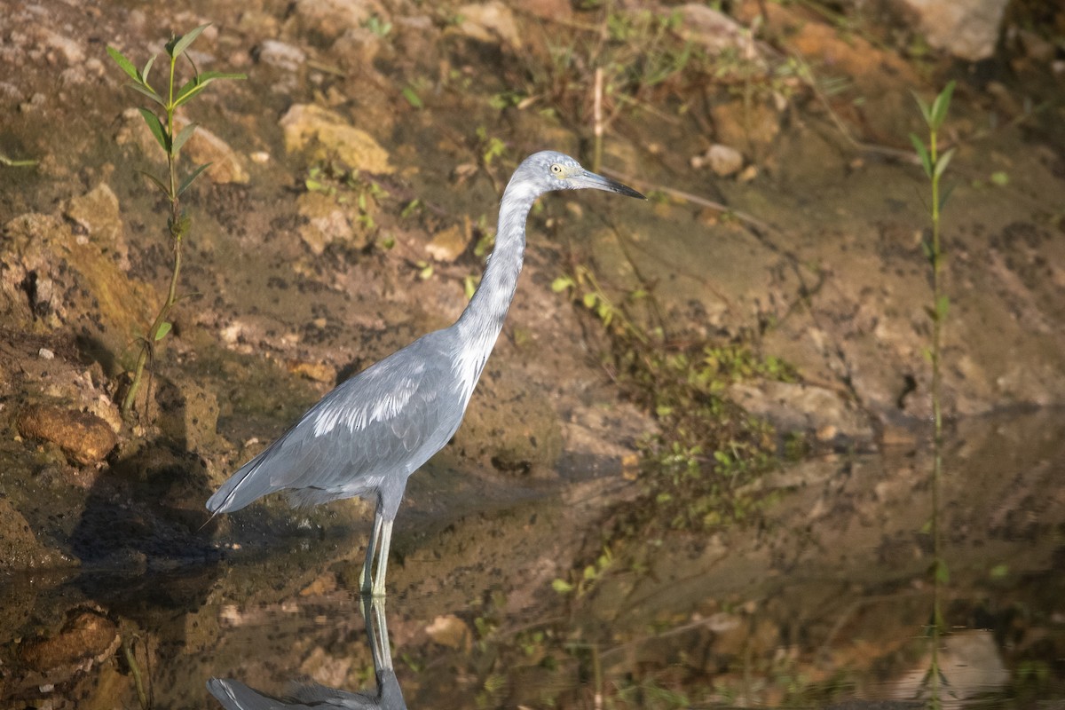 Little Blue Heron - ML605248211