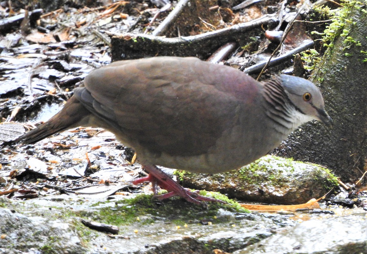 White-throated Quail-Dove - ML605248501