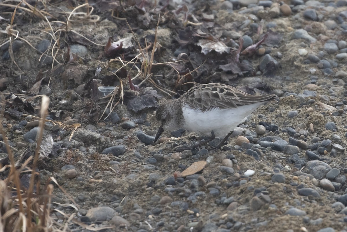 Semipalmated Sandpiper - ML605248561