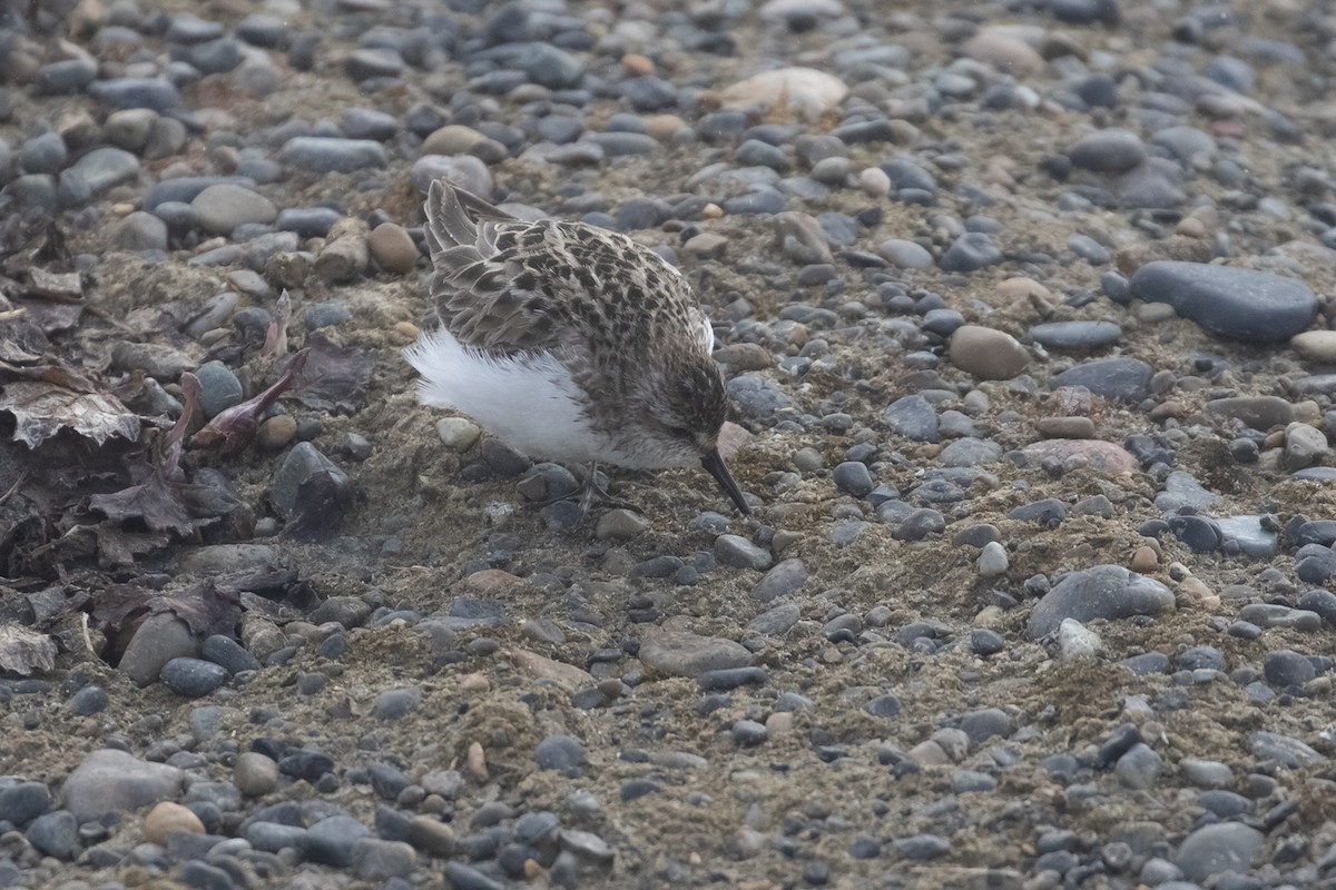 Semipalmated Sandpiper - ML605248571
