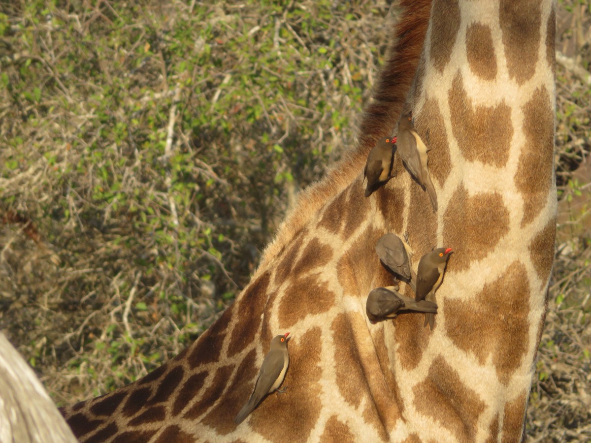 Red-billed Oxpecker - ML605248601