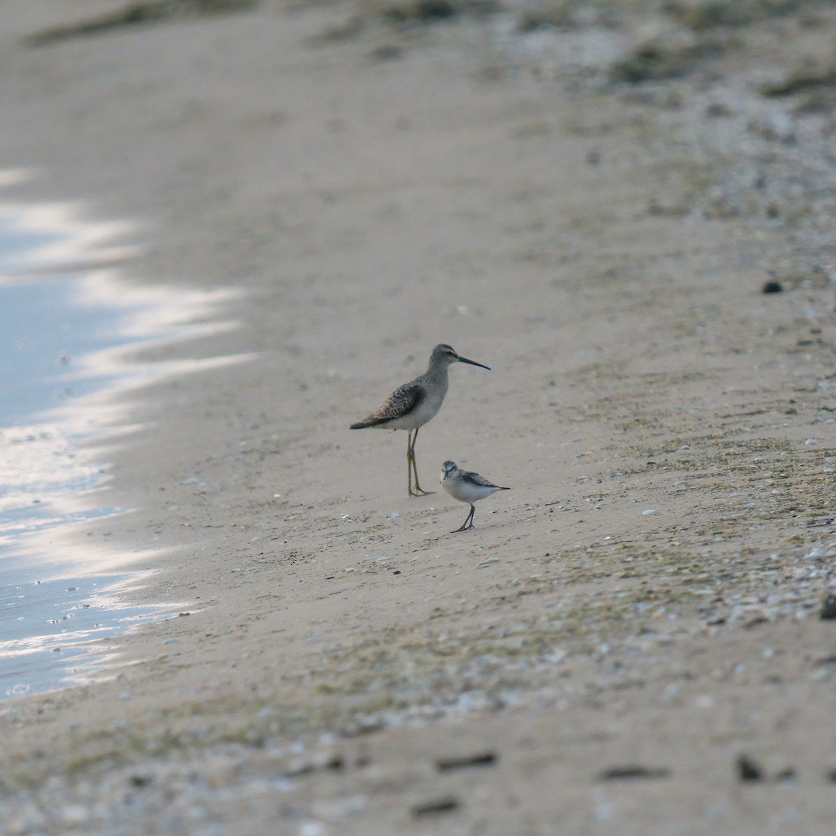 Stilt Sandpiper - ML605248671