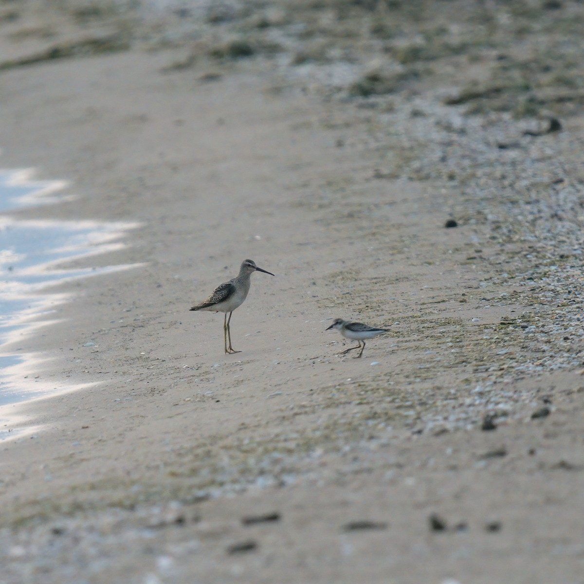 Stilt Sandpiper - ML605248681