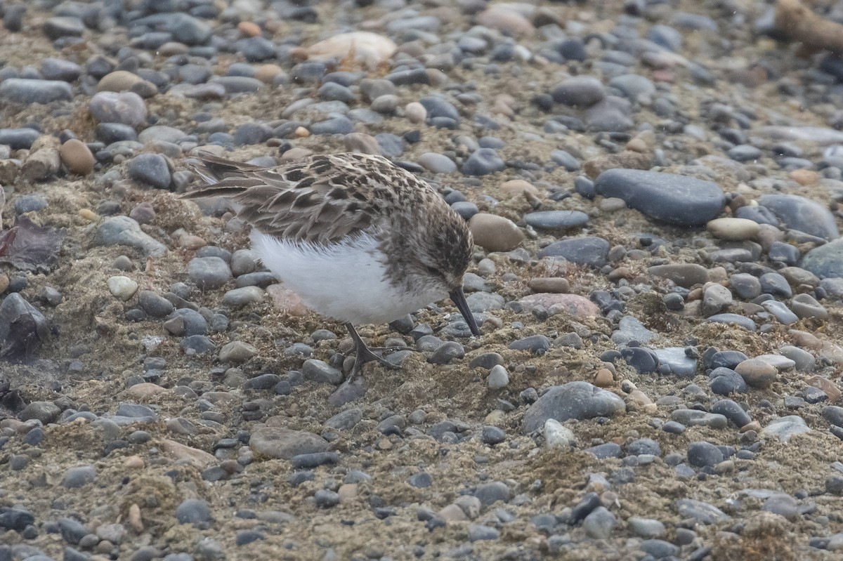 Semipalmated Sandpiper - ML605249051