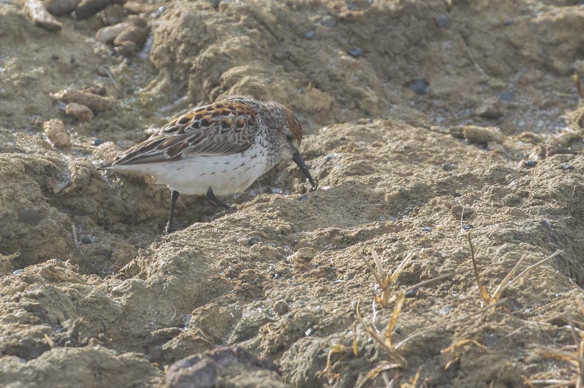 Western Sandpiper - ML605249111