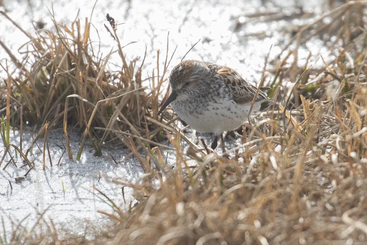 Bécasseau d'Alaska - ML605249121