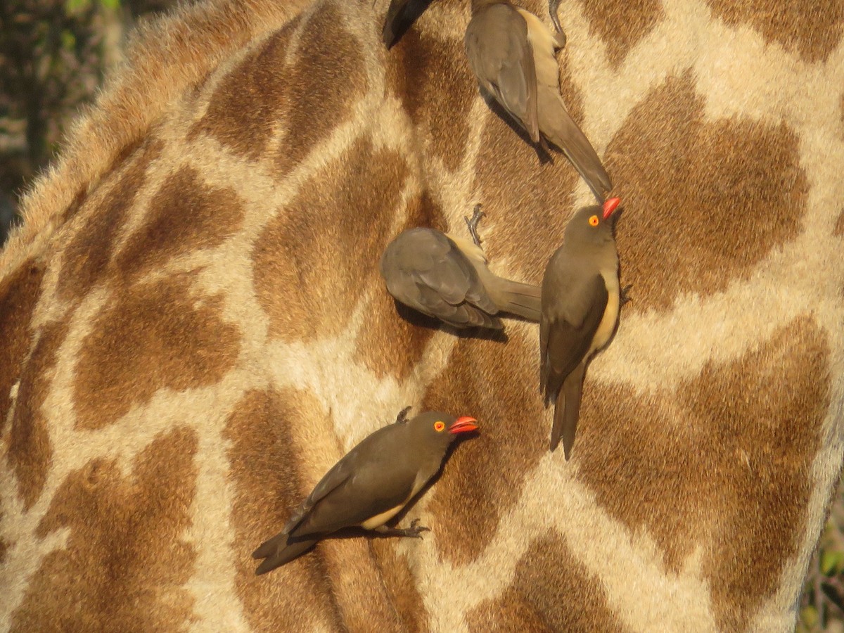 Red-billed Oxpecker - Alexis Lamek