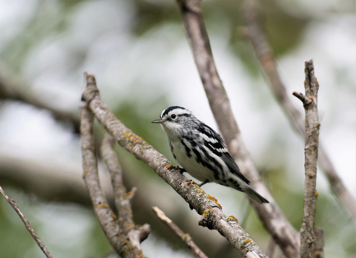 Black-and-white Warbler - Braydon Luikart