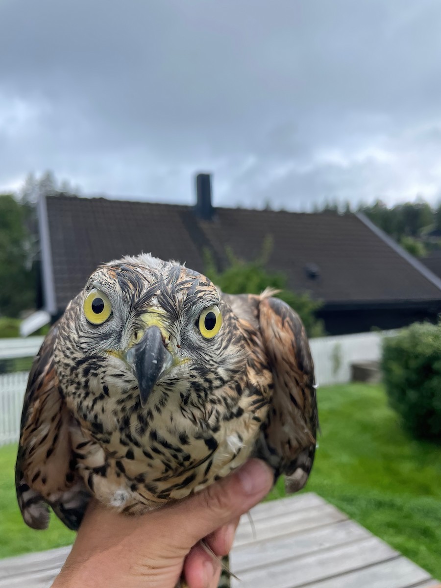 Eurasian Goshawk - ML605250901