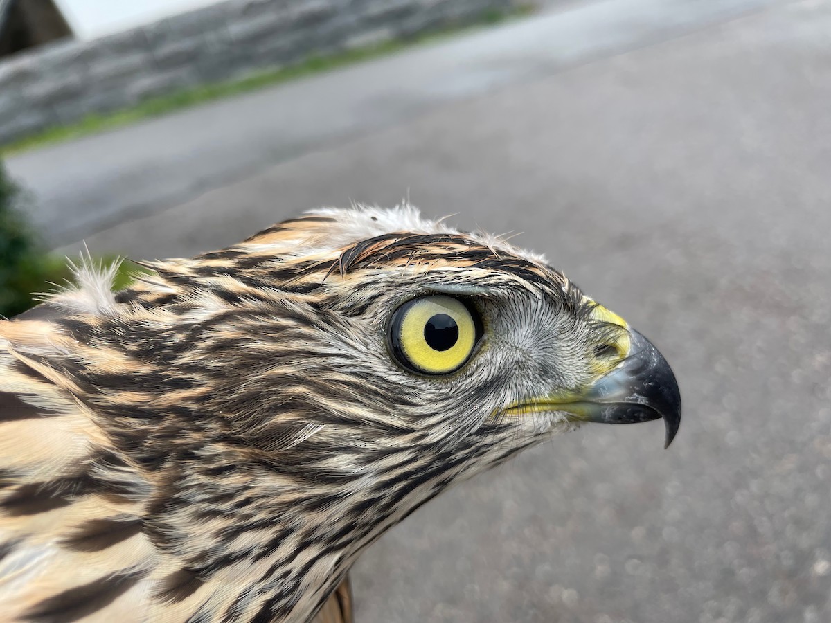 Eurasian Goshawk - ML605251081