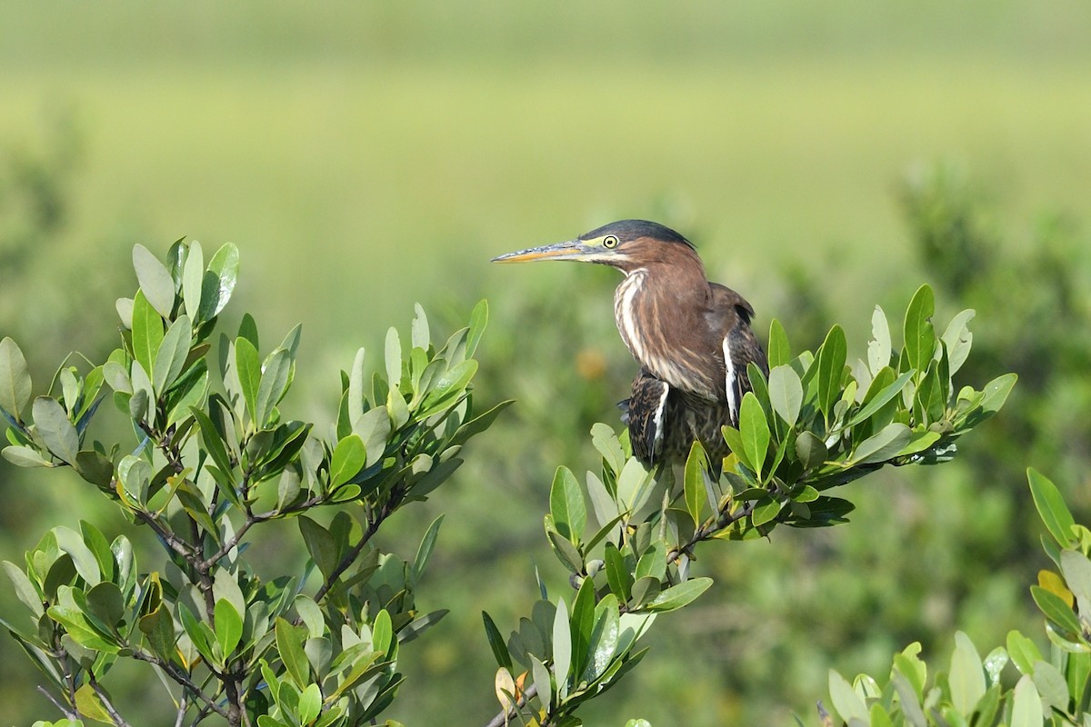 Green Heron - ML605251511