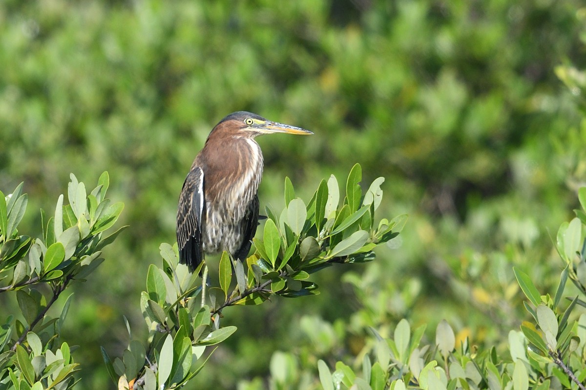 Green Heron - ML605251521