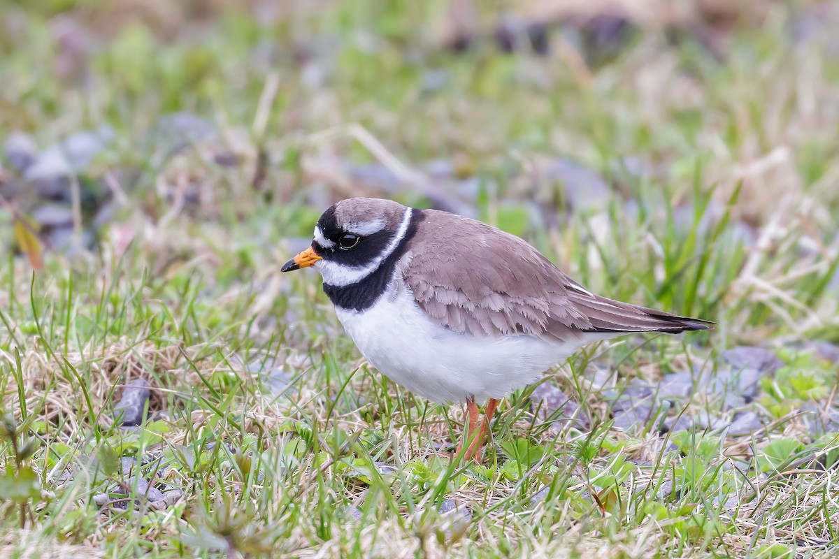 Common Ringed Plover - ML605251901
