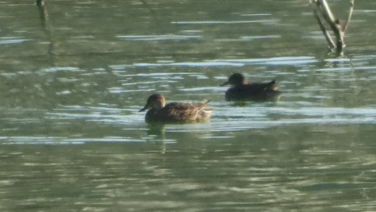 Garganey - Reyhan Hamdi