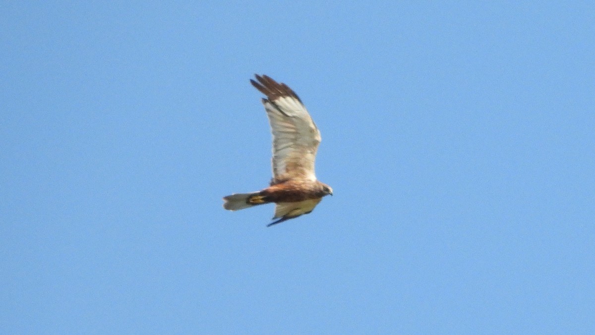 Western Marsh Harrier - Reyhan Hamdi