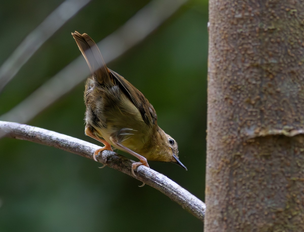 Atherton Scrubwren - ML605254461