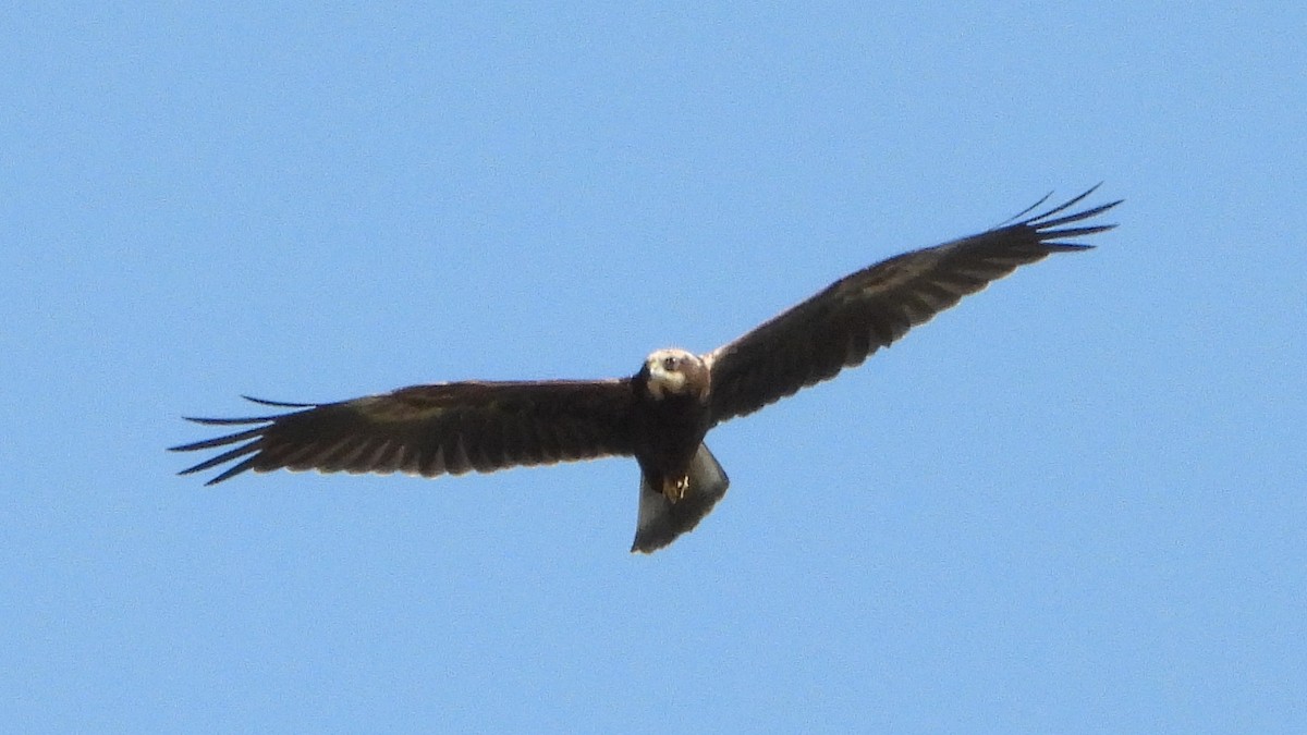 Western Marsh Harrier - ML605254471