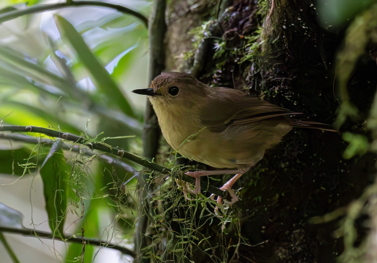 Atherton Scrubwren - ML605254481