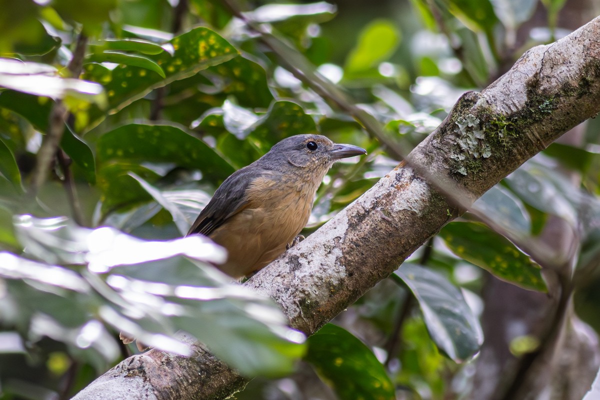 Bower's Shrikethrush - Pedro Nicolau