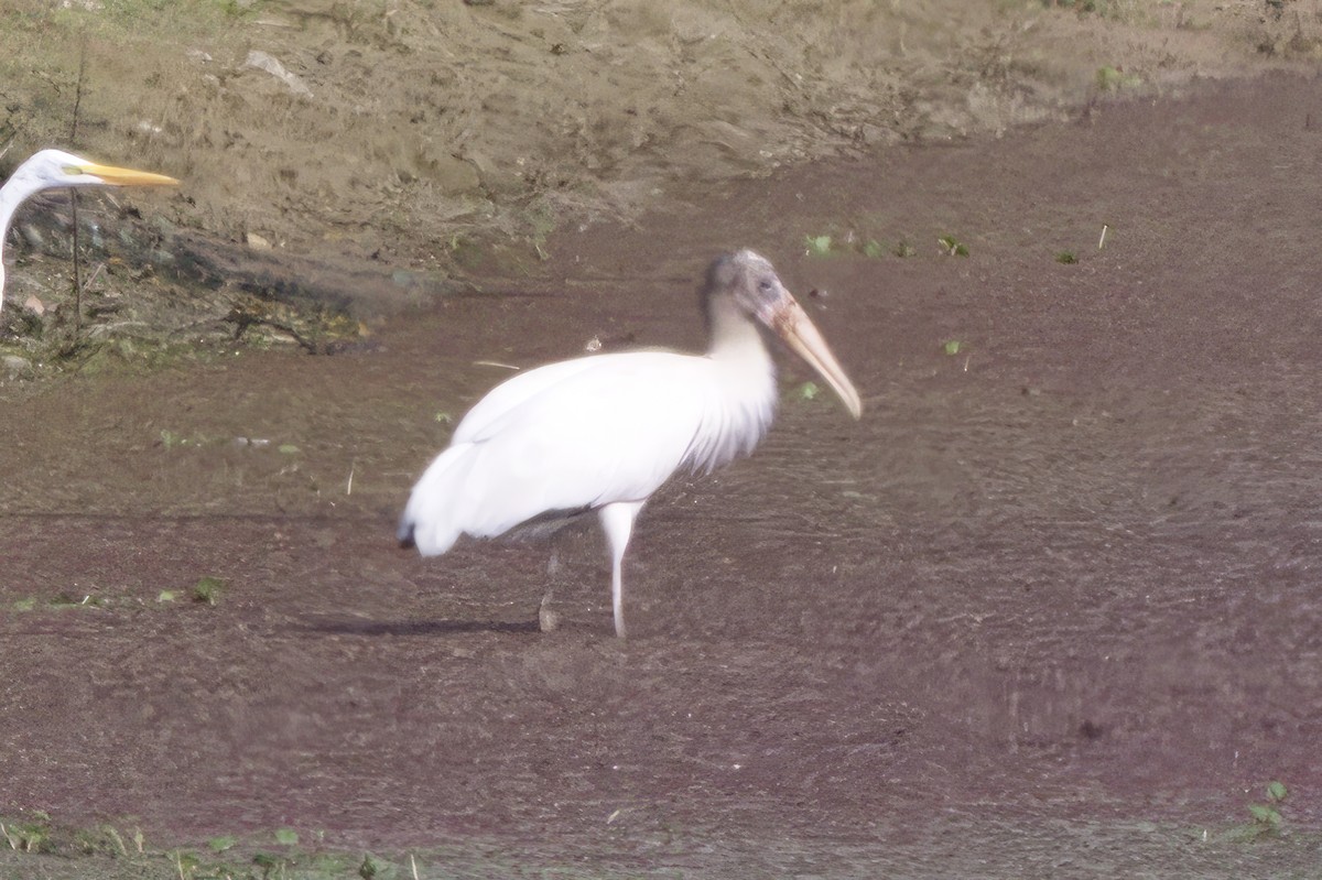 Wood Stork - Robert Howes