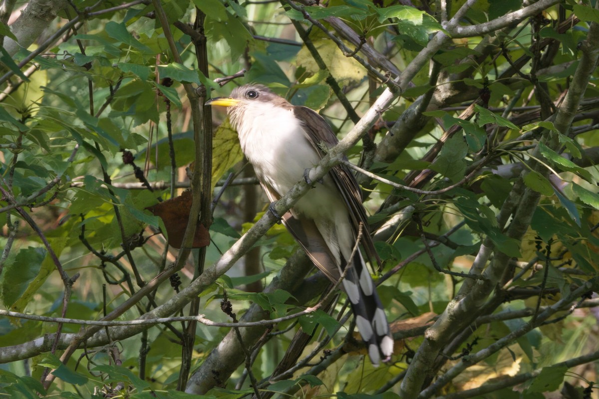 Yellow-billed Cuckoo - ML605256081