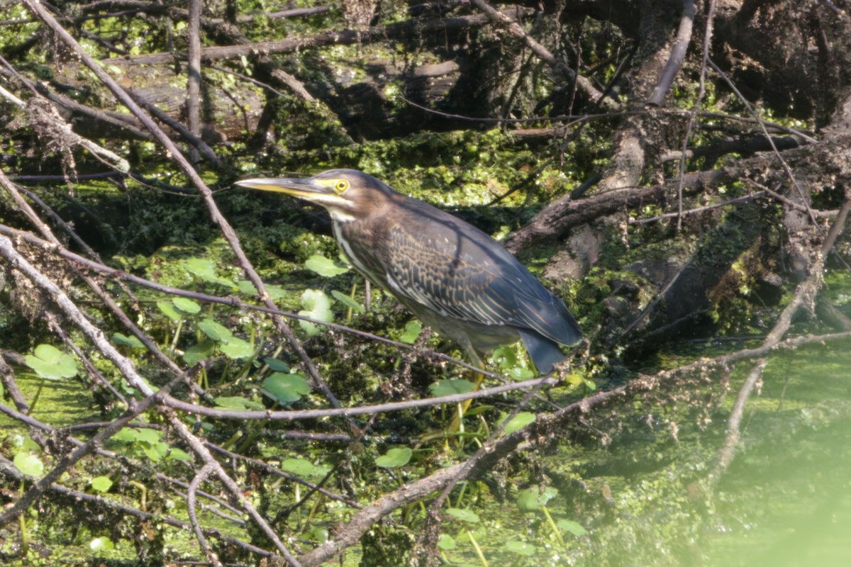 Green Heron - ML605256181