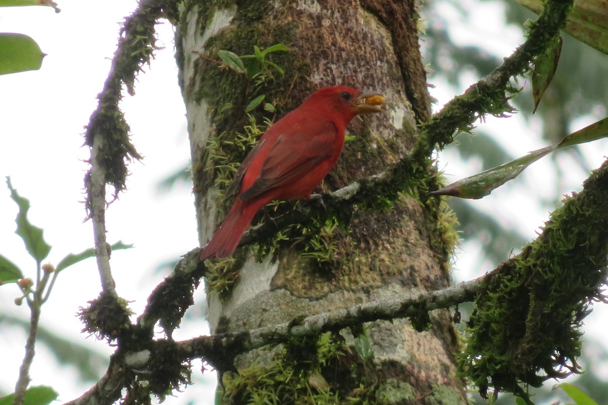 Piranga Roja - ML605257201