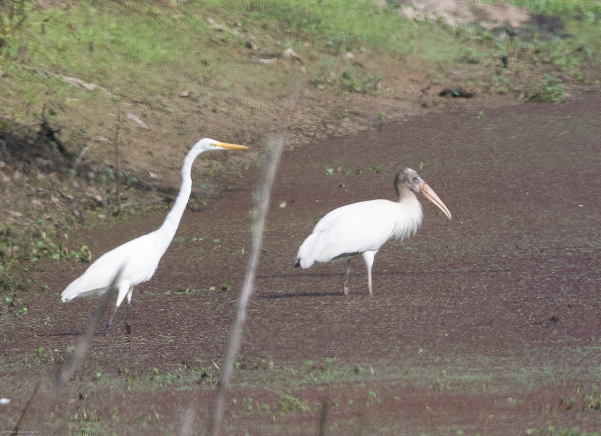 Wood Stork - Joe Donahue