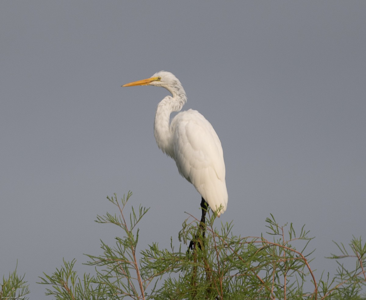 Great Egret - ML605257881