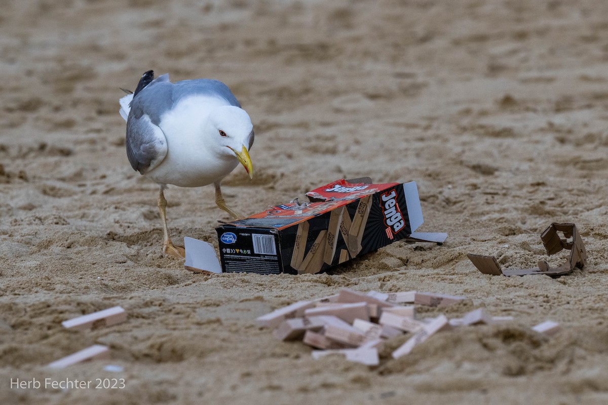 Yellow-legged Gull - Herbert Fechter