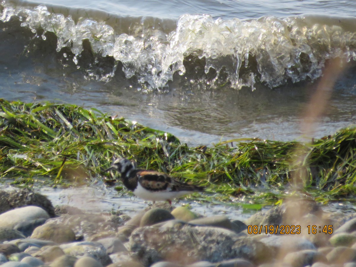 Ruddy Turnstone - ML605257971