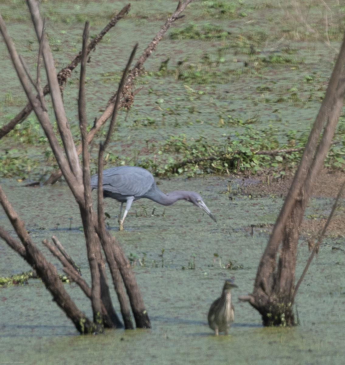 Little Blue Heron - ML605258051