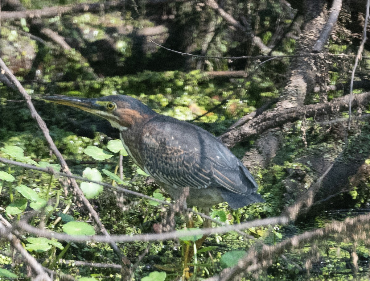Green Heron - ML605258151