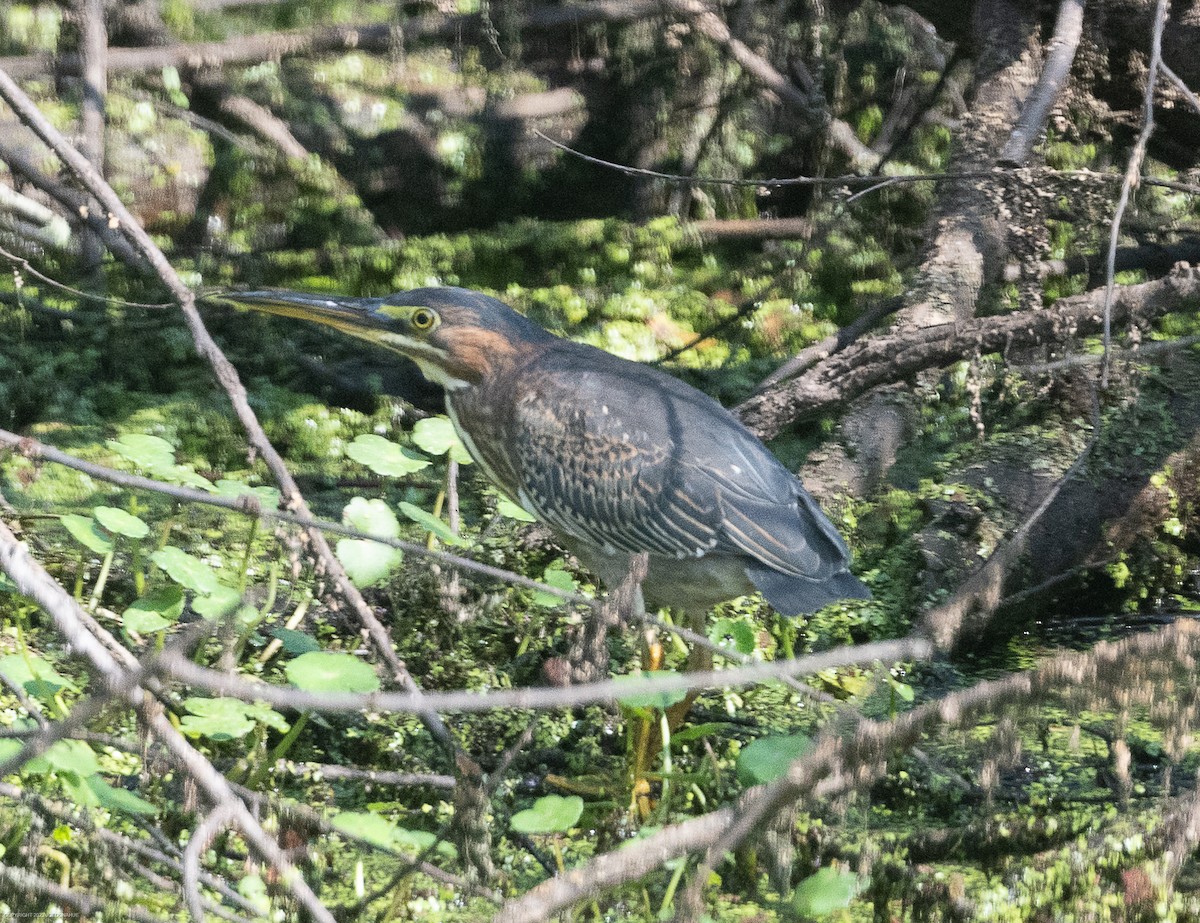 Green Heron - ML605258171