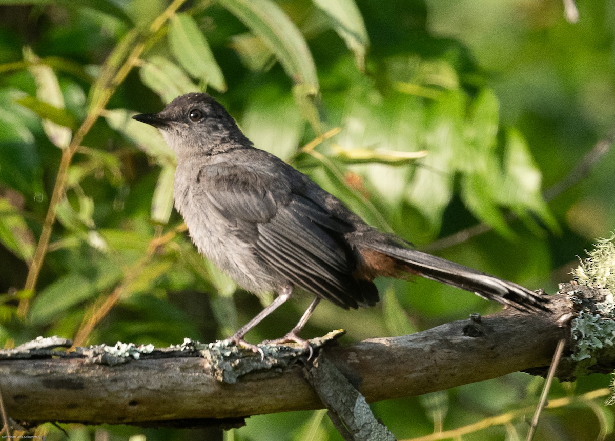 Gray Catbird - ML605258271